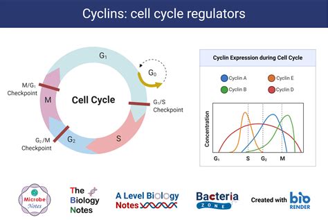 What are the Key Components of the Cell Cycle Regulation?